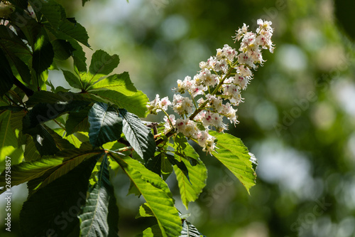 Fleurs de marronnier photo