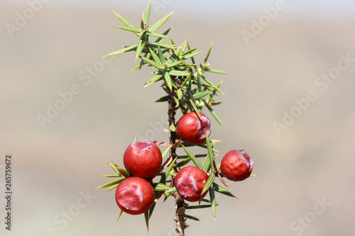 Juniper, Juniperus oxycedrus background photo