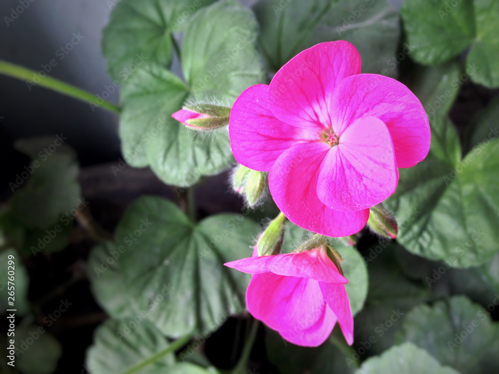 flower geranium light background picture flower geranium light background picture