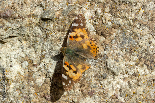 colorful butterfly on stone