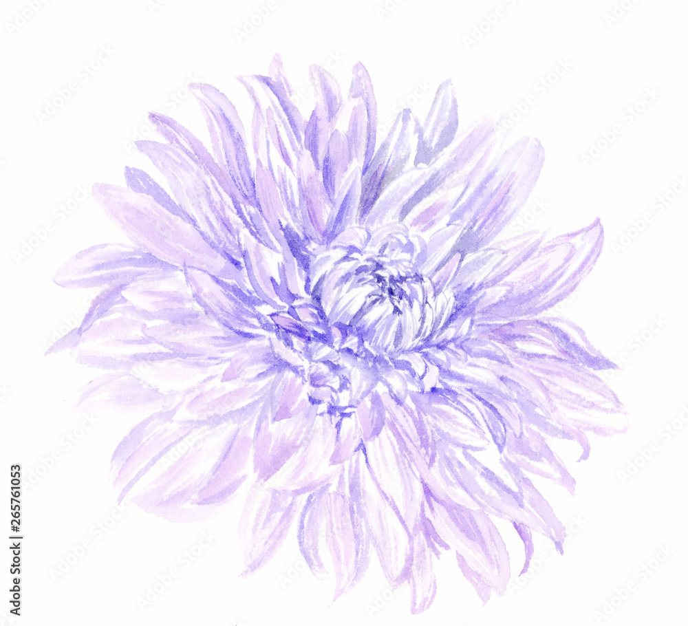 菊の花 水彩イラスト Stock Illustration Adobe Stock 菊の花 水彩イラスト Stock Illustration Adobe Stock