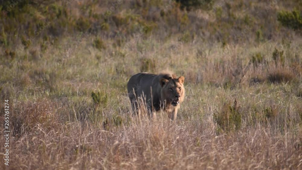 Lion walking in SLOW MOTION. A cinematic shot of a lion walking in slow motion in the middle of South Africa. A majestic and beautiful creature is this lion. Lion walking in SLOW MOTION. A cinematic shot of a lion walking in slow motion in the middle of South Africa. A majestic and beautiful creature is this lion.