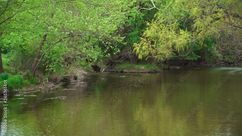 Smooth current in a small creek canopied by trees Smooth current in a small creek canopied by trees