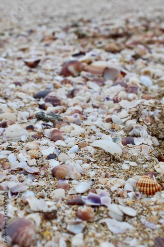Muschel Strand Meer