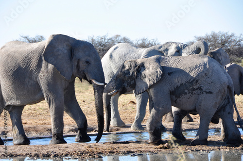 Namibia: A Herd of elephants at the waterhole in Namutomi photo