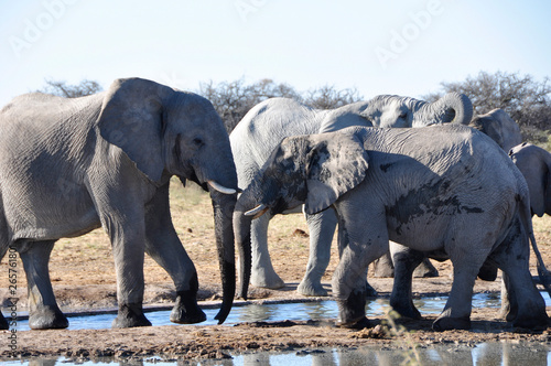 Namibia: A Herd of elephants at the waterhole in Namutomi