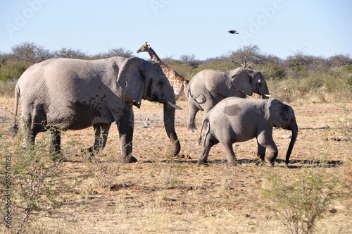 Elephants with a baby in the Etosha National Park