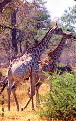 South Africa  Girafs walking through the thick bush in Shamwari Game Reserve near Port Elisabeth in the Eastern Cape 