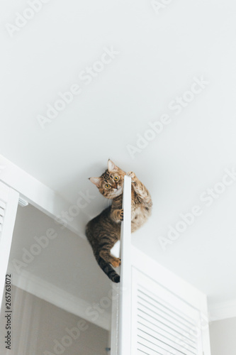 The cat is stuck and sits on the door of the closet near the ceiling of the house on a white background