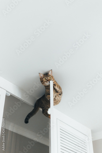 The cat is stuck and sits on the door of the closet near the ceiling of the house on a white background