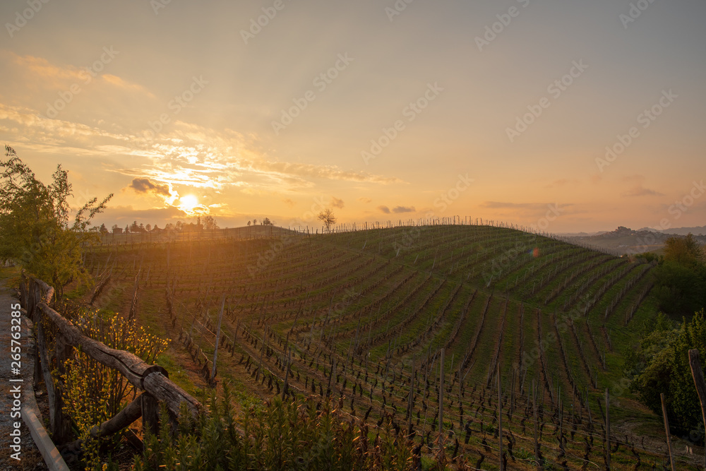 Backlight, scenic view of the vineyard hills of the Langhe region in Piedmont, become Unesco World Heritage Site in 2014, at sunset with lens flare in springtime, Grinzane Cavour, Italy