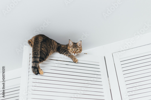The cat is stuck and sits on the door of the closet near the ceiling of the house on a white background