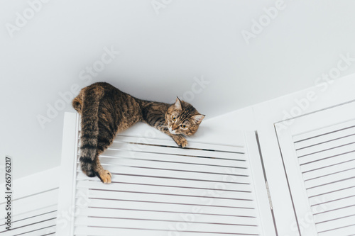 The cat is stuck and sits on the door of the closet near the ceiling of the house on a white background