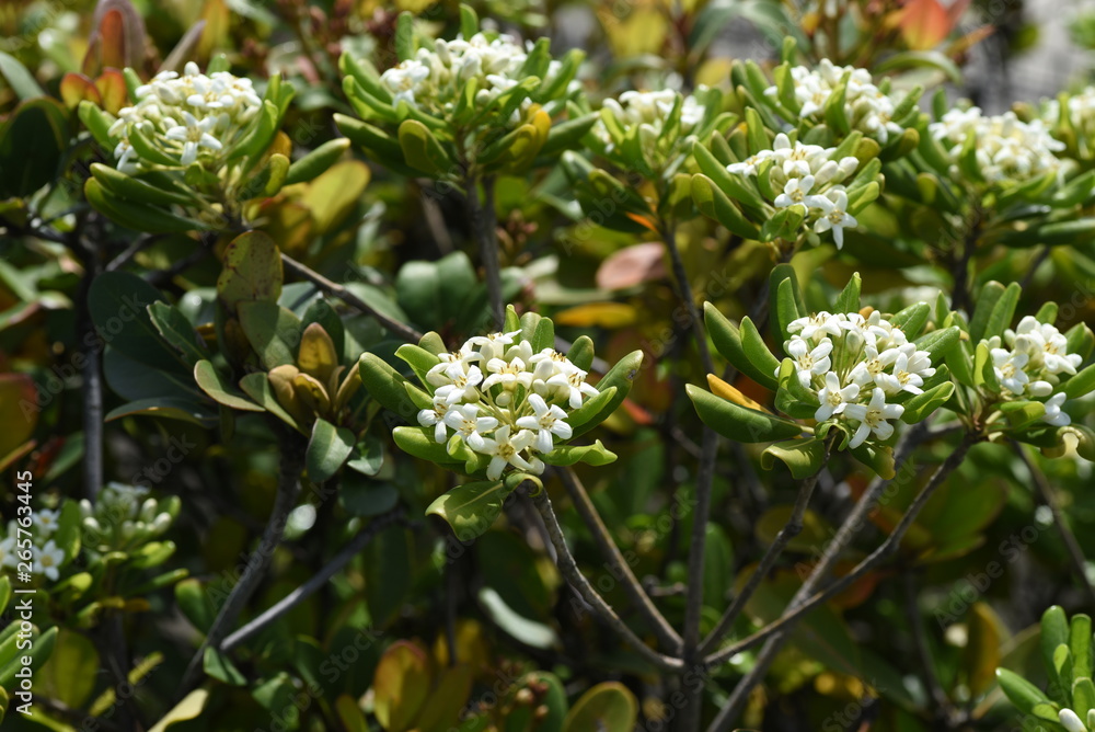 Japanese pittosporum blossoms Japanese pittosporum blossoms