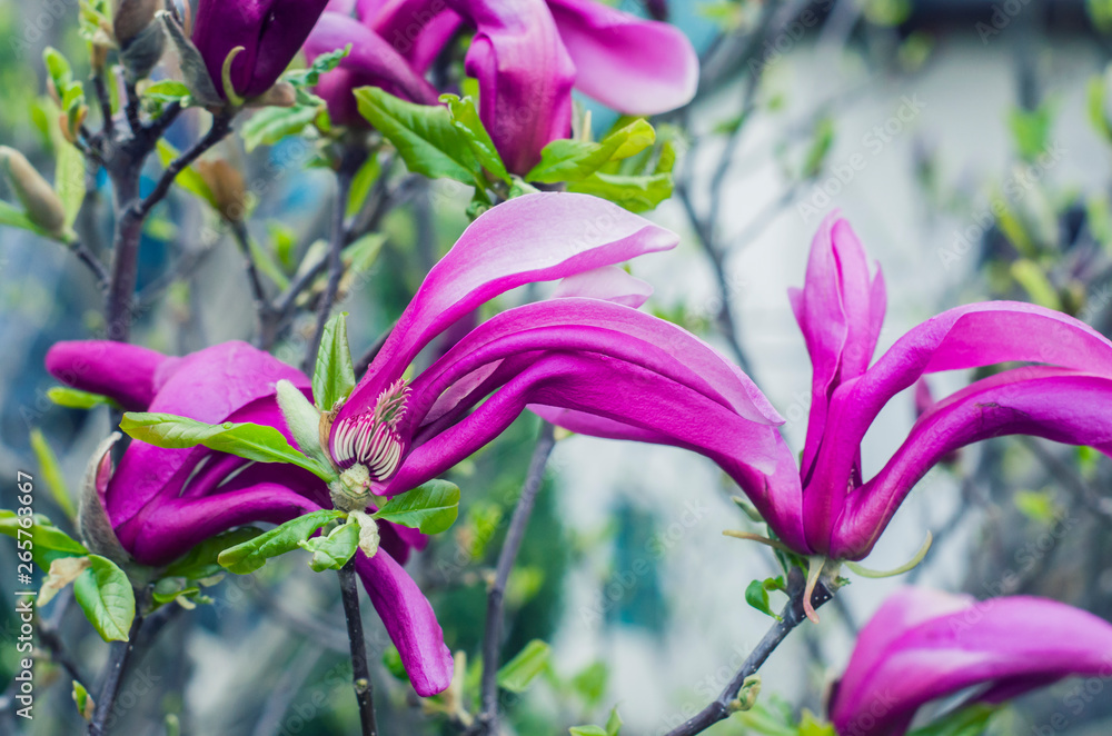 Pink magnolia on a fluffy green background. Pink magnolia on a fluffy green background.
