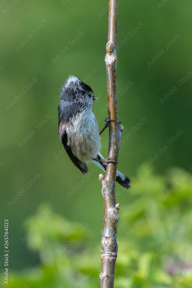 Obraz premium Long-tailed tit (Aegithalos caudatus) with insects in its bill.