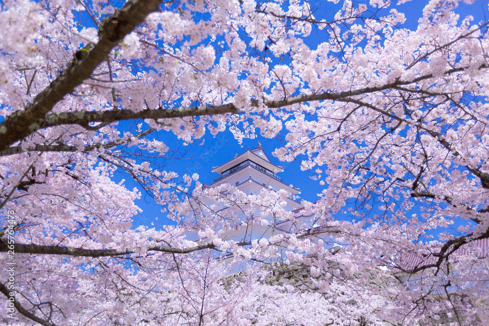 城と桜の花 福島(日本)