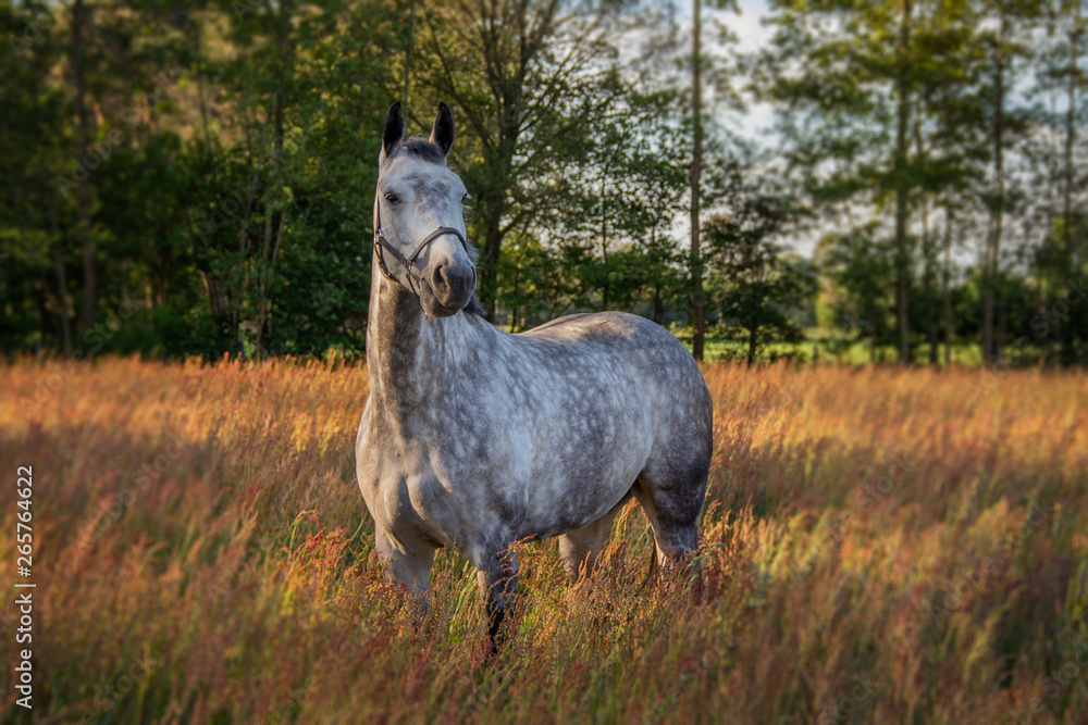 Fototapeta premium horse in the field