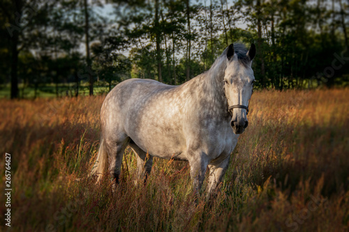 Obraz na płótnie horse in the field