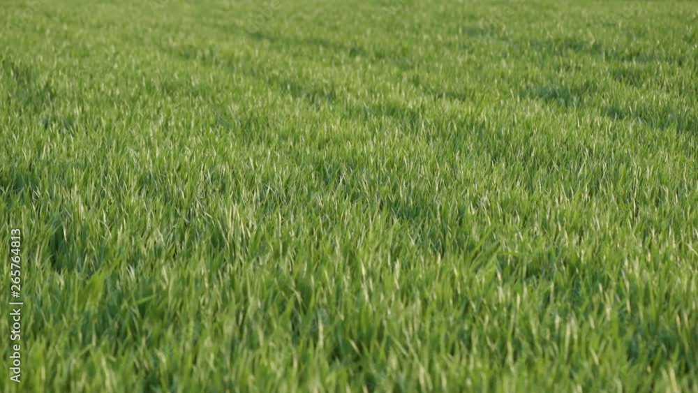 Green field of young wheat. Spring coming to land. Young green wheat growing in soil. Green sprouts of wheat in field. Wheat seedlings growing in meadow. Green field of young wheat. Spring coming to land. Young green wheat growing in soil. Green sprouts of wheat in field. Wheat seedlings growing in meadow.