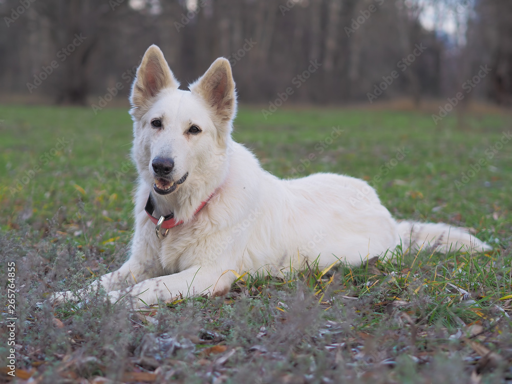 Dog White Swiss Shepherd playing at the nature Dog White Swiss Shepherd playing at the nature