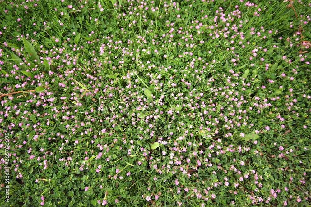 Persian clover (Trifolium resupinatum) Persian clover (Trifolium resupinatum)