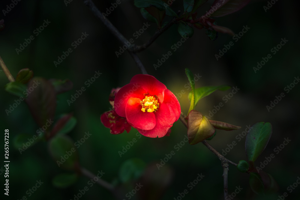 Fototapeta premium Light capturing a red blossom