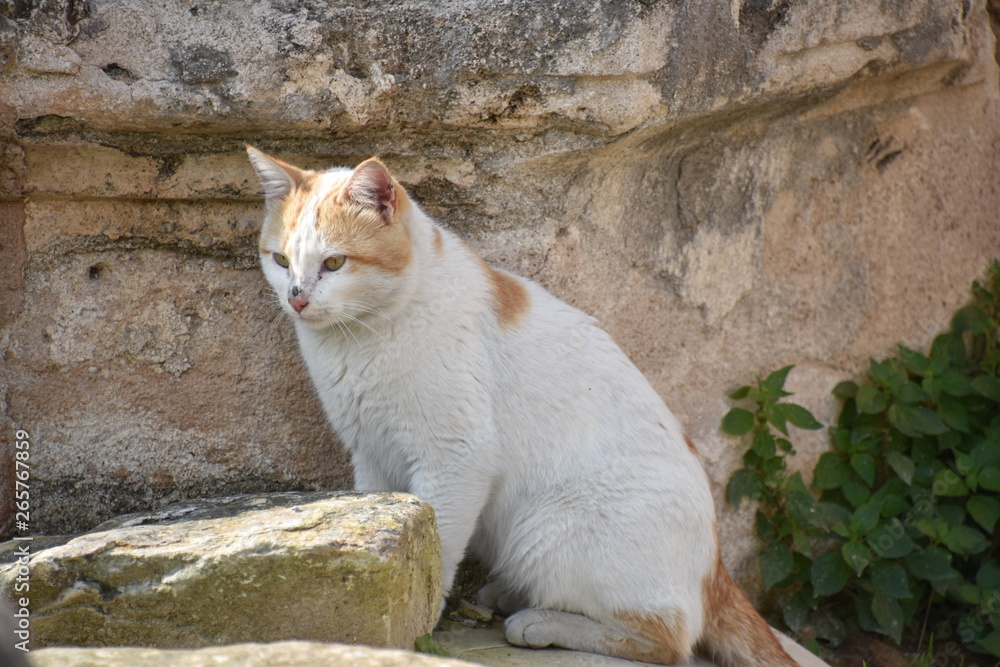 Fluffy White Cat with Orange Markings, Tyre, Lebanon Fluffy White Cat with Orange Markings, Tyre, Lebanon