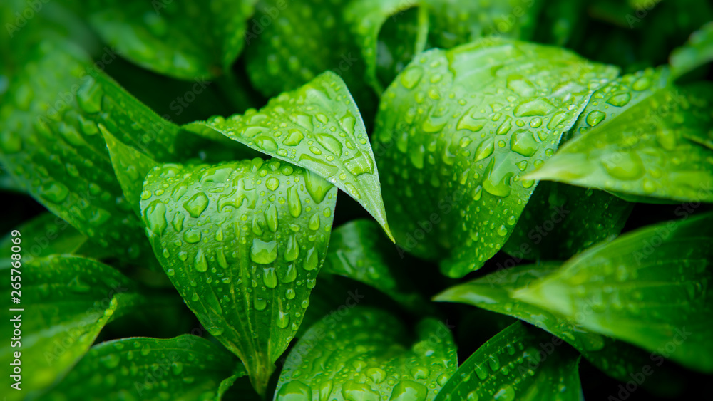 Green foliage of plants covered with raindrops. - obrazy, fototapety, plakaty 