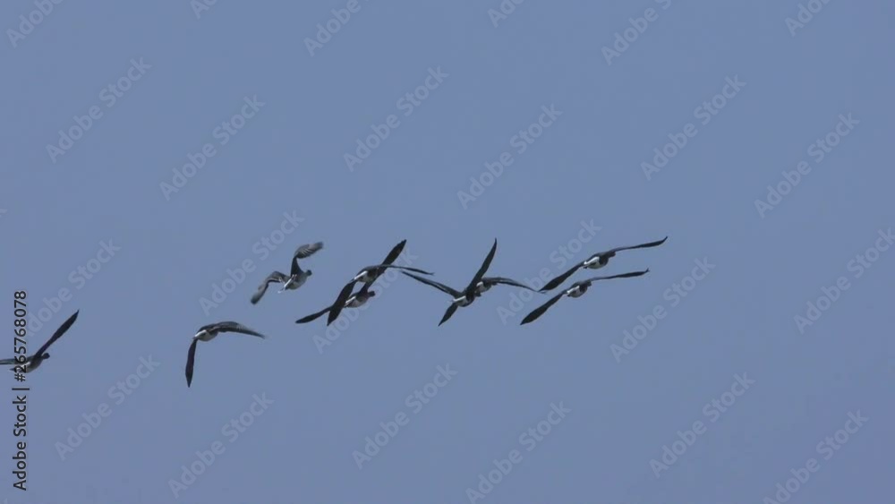 A flock of wild grey migratory geese. Video about the life of birds in the natural environment. A flock of wild grey migratory geese. Video about the life of birds in the natural environment.