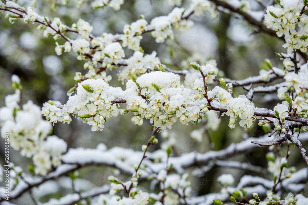 Sudden snowfall covering cherry tree blossoms with snow and ice in springtime in May, Northern Europe. Climate change concept.