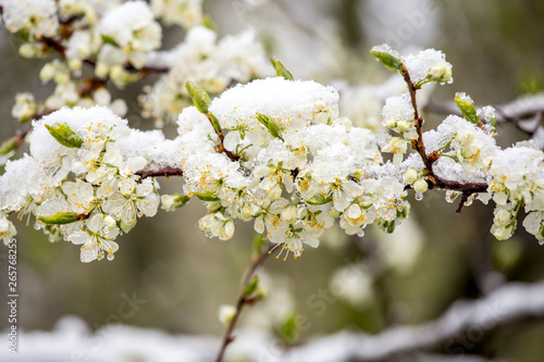 Sudden snowfall covering cherry tree blossoms with snow and ice in springtime in May, Northern Europe. Climate change concept. © FotoHelin