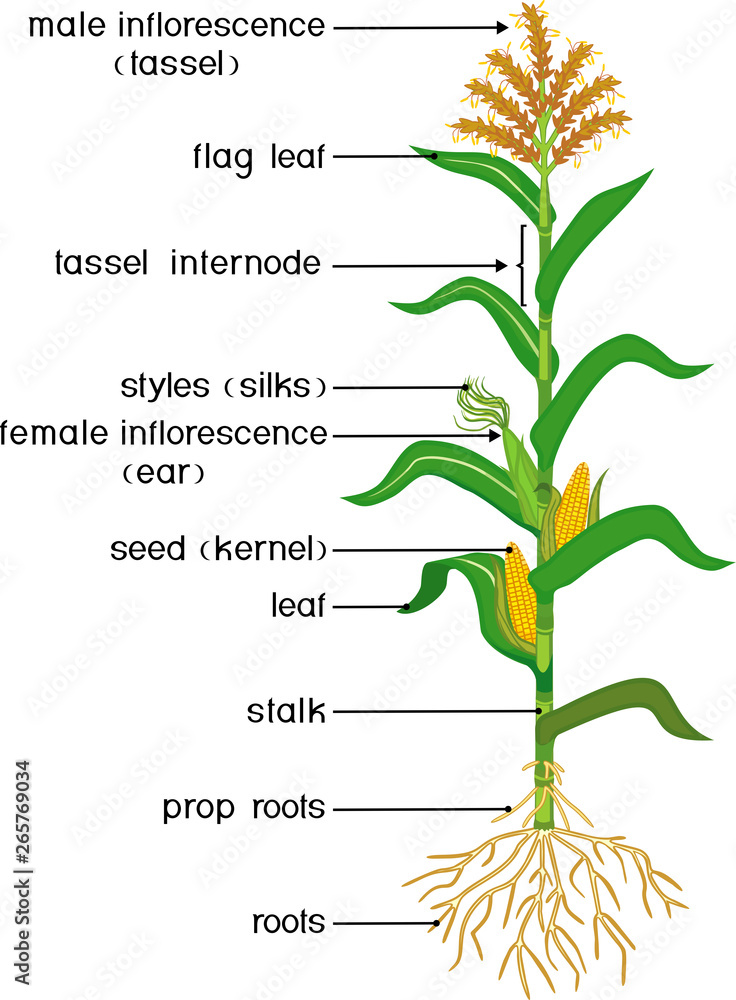 Stilt Roots Of Maize