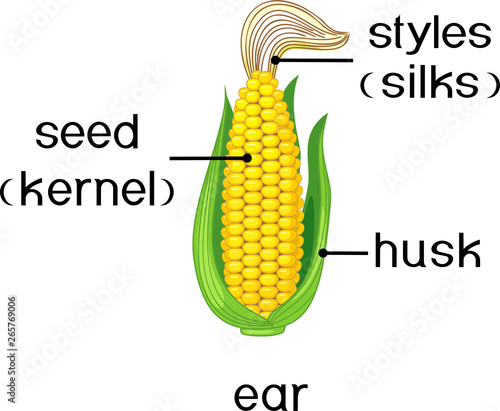 Parts of plant. Morphology of ripe corn ear with titles