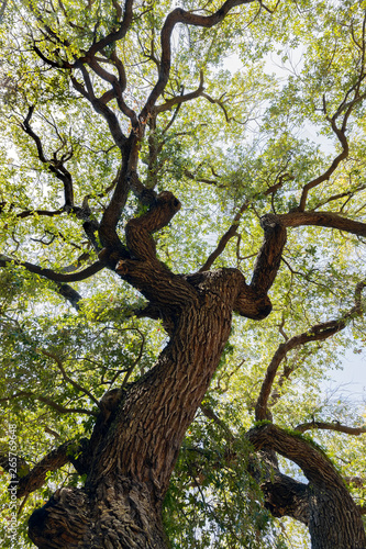 Fototapeta Quercus virginiana, also known as the Southern Live Oak