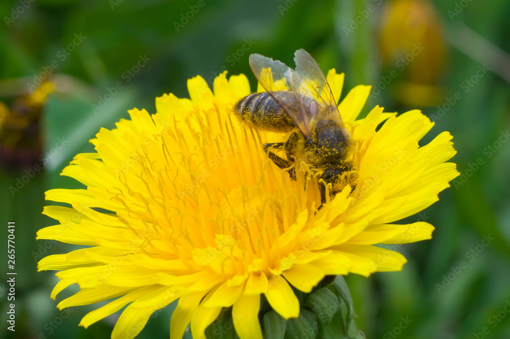 Bright bee collects honey from a yellow flower Bright bee collects honey from a yellow flower