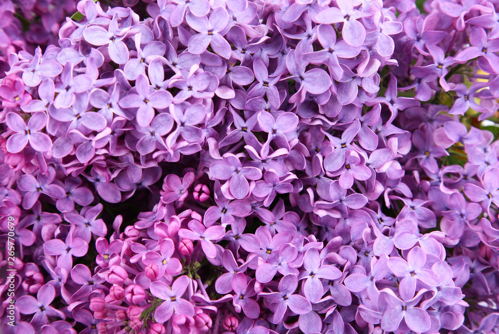 Macro of lilac purple flowers in the spring day