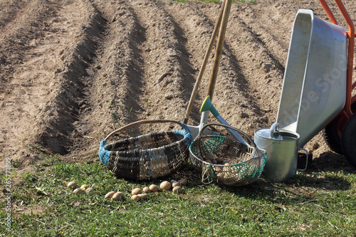 potatoes with garden tools before planting in the field in spring. time to plant vegetables