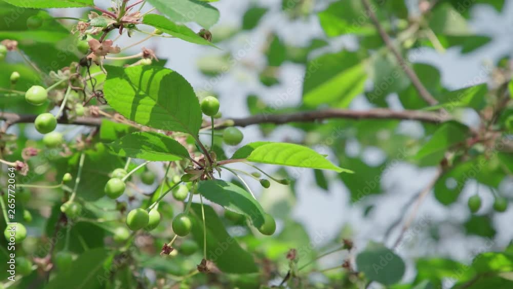 spring cherry fruits begin to ripen spring cherry fruits begin to ripen