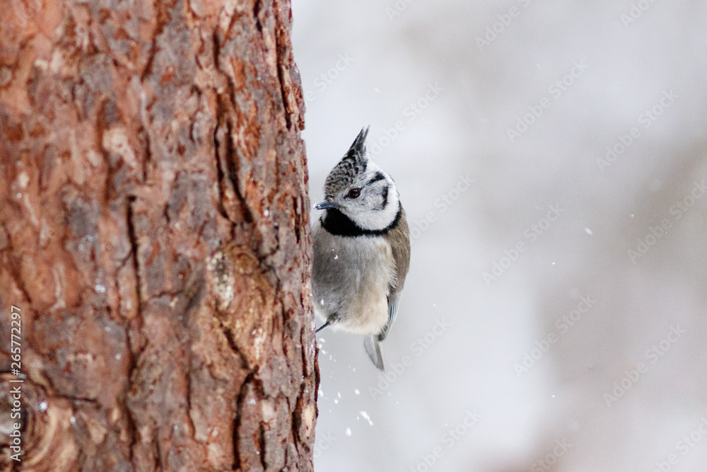 Fototapeta premium Crested tit