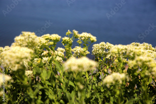 White flowering Cow Parsley and lake