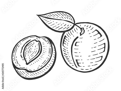 Apricot fruit plant tree branch sketch engraving vector illustration. Scratch board style imitation. Hand drawn image.