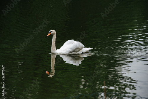 A white swan on a pond