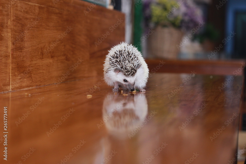 Obraz premium Small playful cute brown and white domestic pet African pygmy hedgehog at a hedgehog cafe, Southeast Asia