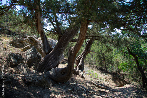 Relic juniper on the rocky shore of the Black Sea, Crimea