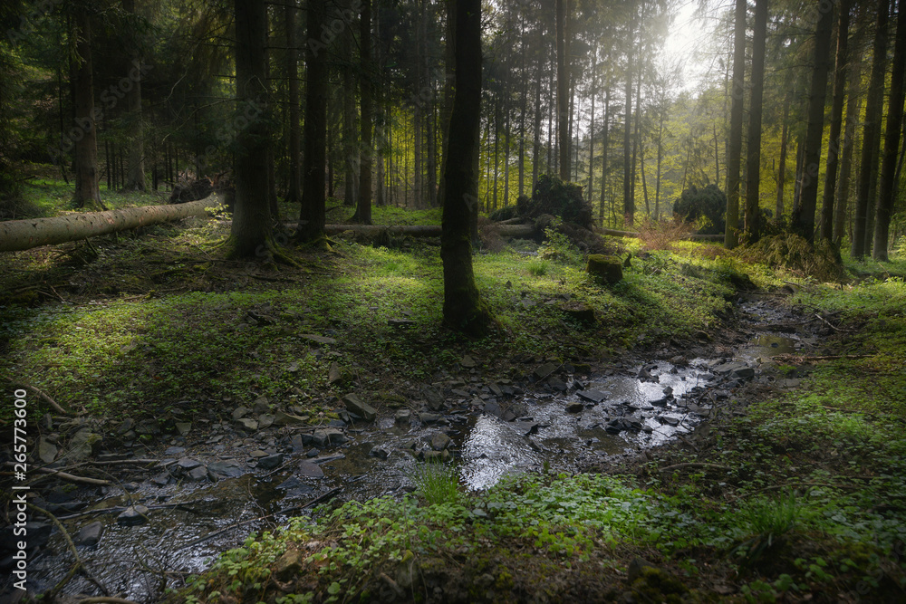 Obraz premium Wald im Frühling