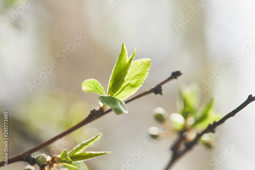 selective focus of tree branches with green leaves in sunshine
