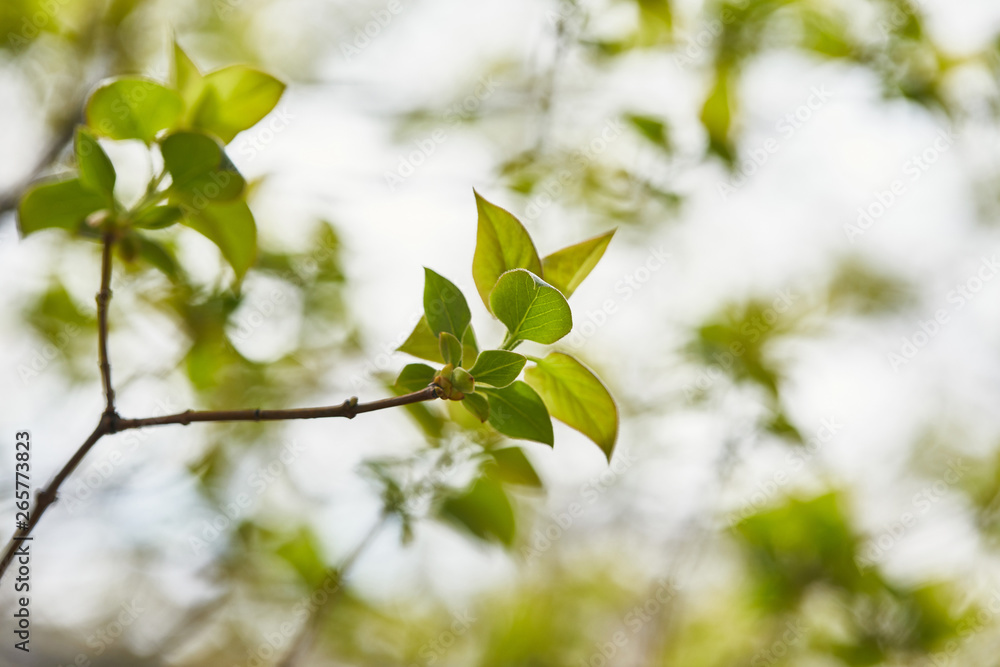 close up of tree branches with green leaves on blurred background close up of tree branches with green leaves on blurred background