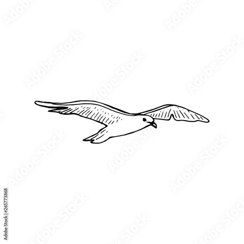 Hovering gull bird with outspread wings, ink pen sketch, The common soaring seagull mew gull,