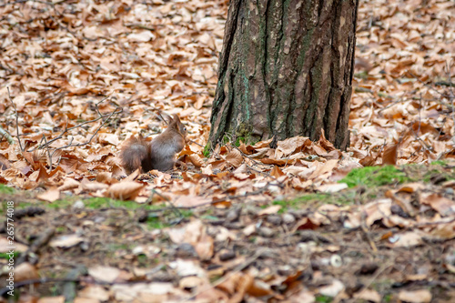 A red squirrel in woodland, camouflaged by autumnal leaves